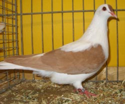 Pigeon de Thur. à ailes colorées Jaune