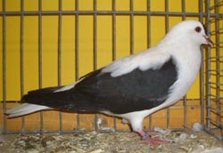 Тюрингские летные голуби черный