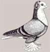 Pigeon à bavette blanche de Thuringe