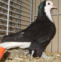 Pigeon à bavette blanche de Thuringe Noir