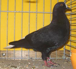 Thuringian Whitetail Black