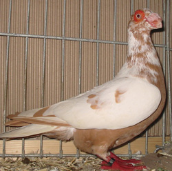 Barb Yellow Pied