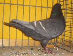 Field Color Pigeon Andalusian