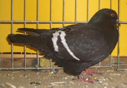 Field Color Pigeon Black