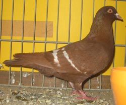 Field Color Pigeon Red