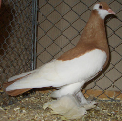 Pigeon de Saxe pie Jaune