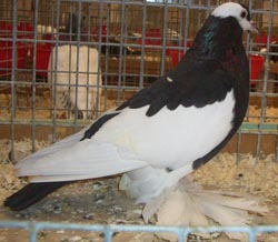 Pigeon de Saxe pie Noir