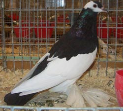Реверсные цветные голуби черный
