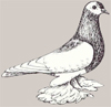 Pigeon de Saxe pie
