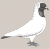 Южно-немецкий черноголовый голубь