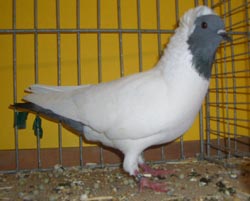 Южно-немецкий черноголовый голубь синий