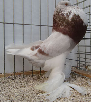  Ash Red Pied