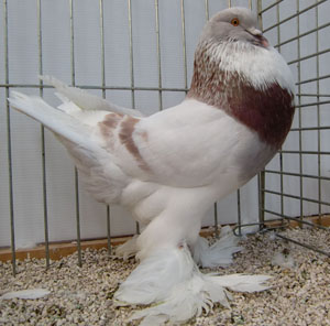  Ash Red Pied